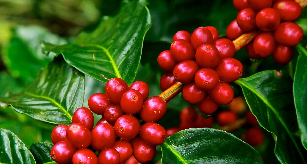 Kaffebär på kaffeplantage