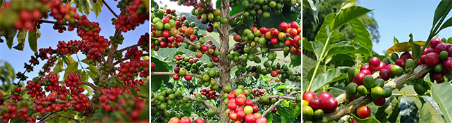 Olika kaffeplantor: Robusta, Arabica och Laurina